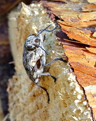 Chalcophora mariana