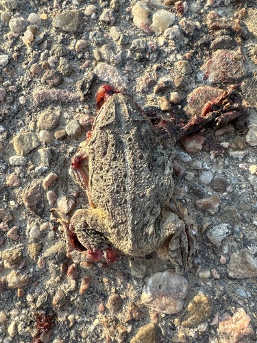 Woodhouse's Toad photographed in Kansas