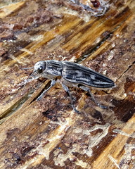 Chalcophora mariana