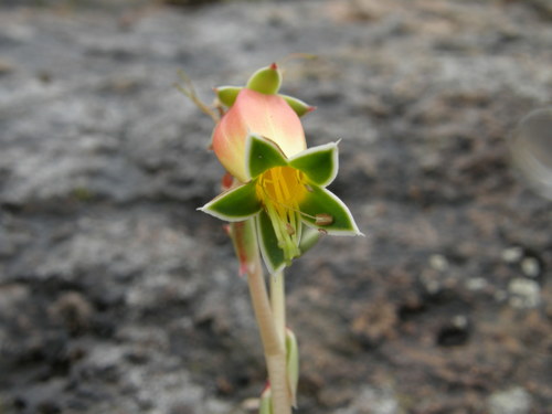 Echeveria longissima