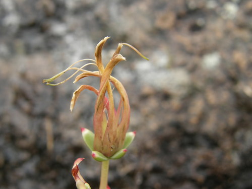 Echeveria longissima