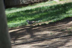 Streptopelia decaocto