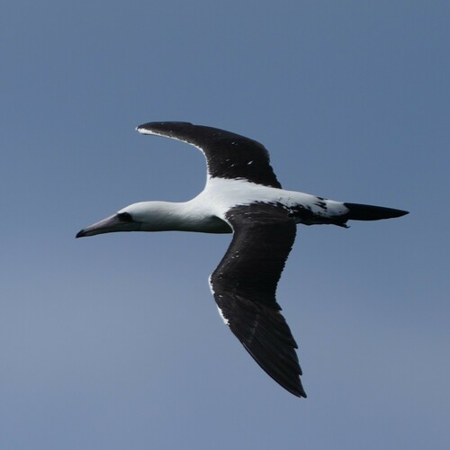 Abbottgent (Papasula abbotti)
