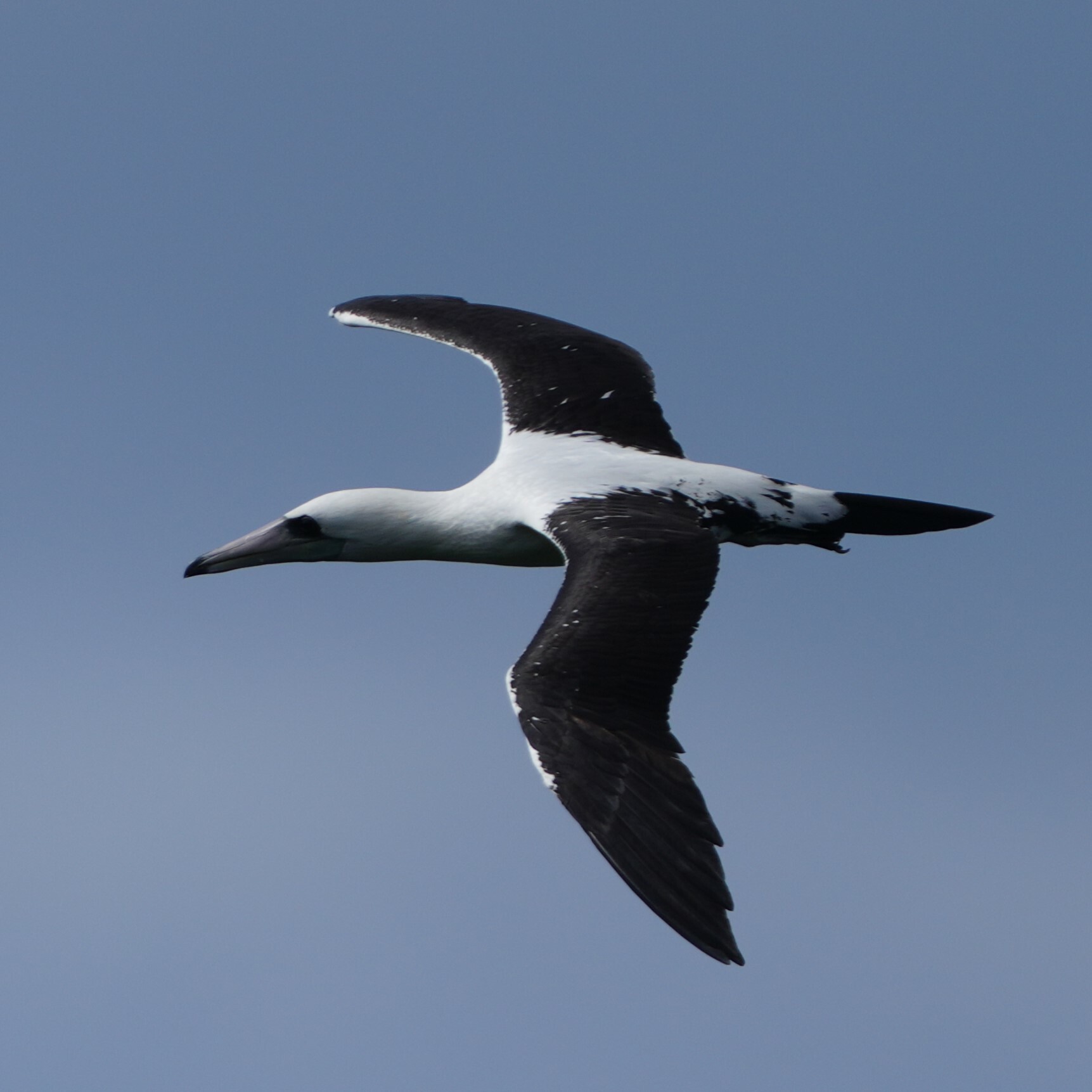Abbott's Booby (Papasula abbotti), photo 3
