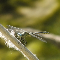 Gomphus simillimus