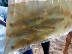 Pseudoxiphophorus bimaculatus