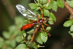 Dasypogonini