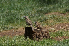 Passer domesticus