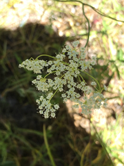 Perideridia californica