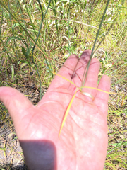 Perideridia californica