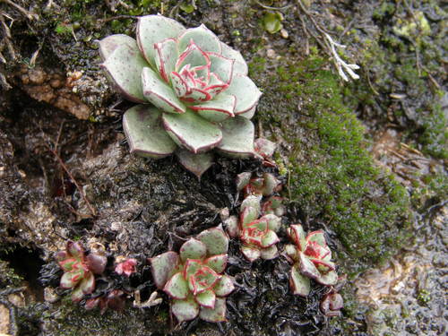 Echeveria longissima