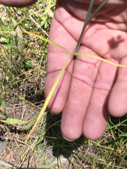 Perideridia californica