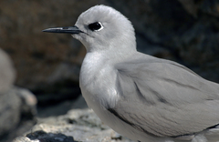 Blue Noddy photo 3