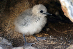 Blue Noddy photo 2