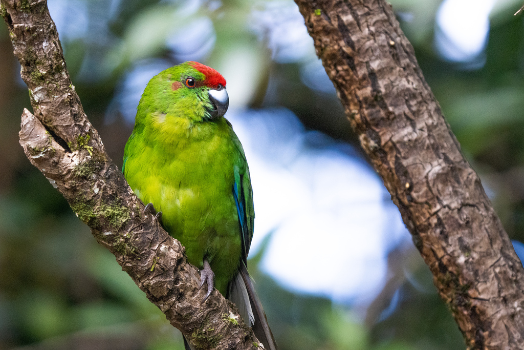 Norfolk Island Parakeet photo