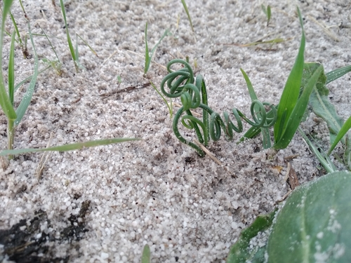 Albuca spiralis (Albuca spiralis)