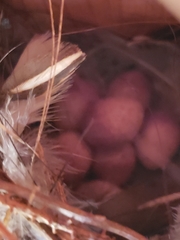 Troglodytes aedon parkmanii