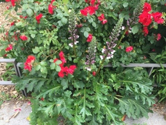 Acanthus mollis