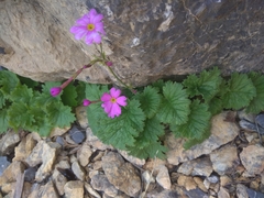 Primula minkwitziae