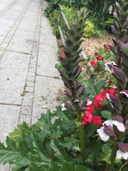 Acanthus mollis