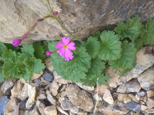 Primula minkwitziae, photograph 5