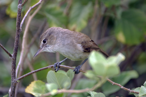 Acrocephalus familiaris observed 2007-03-16