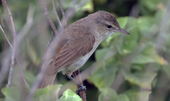 Millerbird photo 2