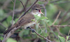 Millerbird photo 5