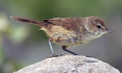Millerbird photo 4