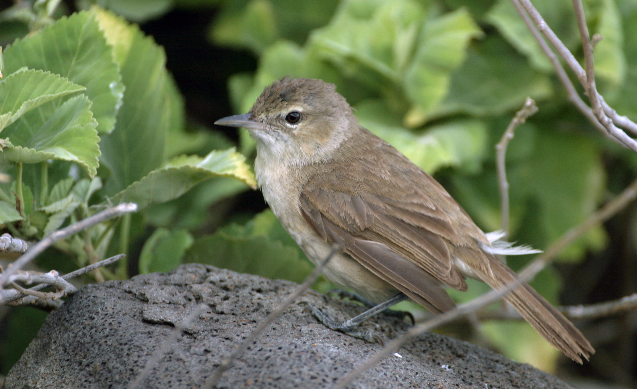 Millerbird illustration