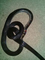 Atractus paucidens
