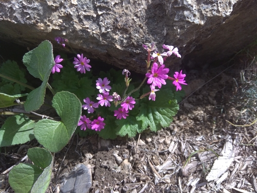 Primula minkwitziae, photograph 6