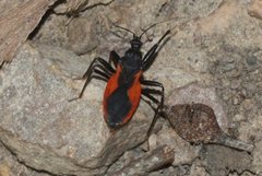 Reduviinae