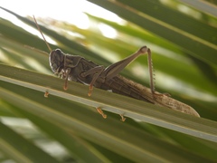 Schistocerca gregaria