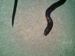 Atractus paucidens
