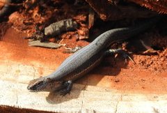 Lampropholis guichenoti