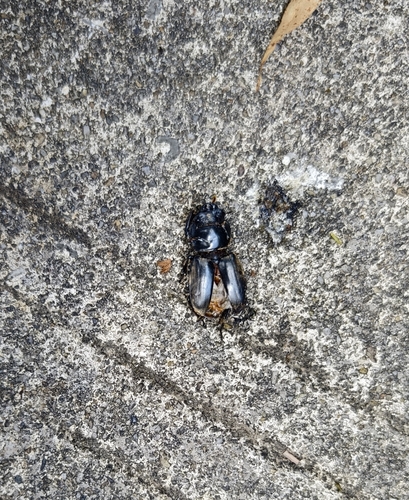 Serrognathus titanus platymelus