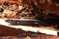 Lampropholis guichenoti