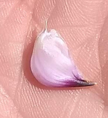 Lupinus excubitus austromontanus