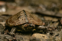 African Forest Turtle photo 3
