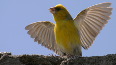 Nihoa Finch photo 2
