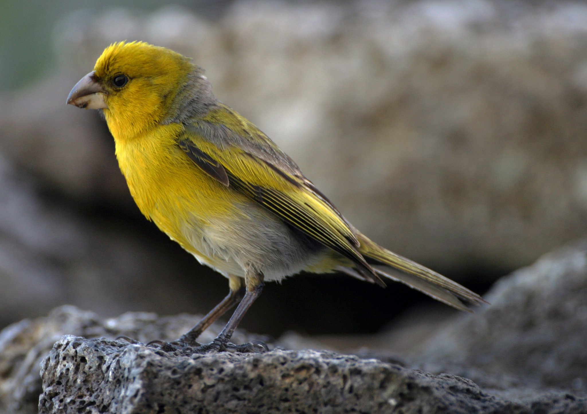 Nihoa Finch illustration