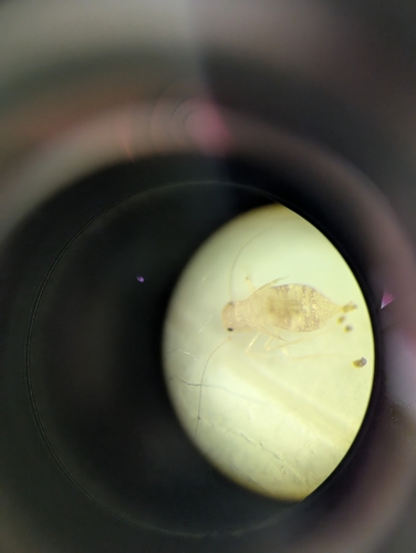 Cave barklouse photo 3