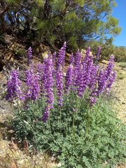 Lupinus excubitus austromontanus