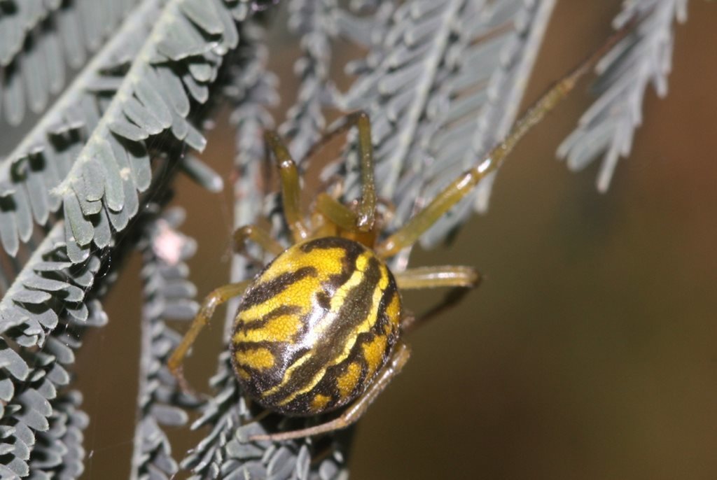 Beautiful Deliochus Spider