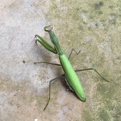 Mantis religiosa