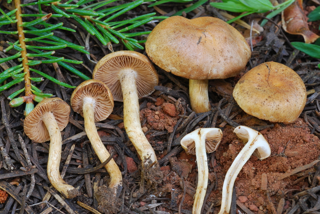 Hebeloma alpinicola