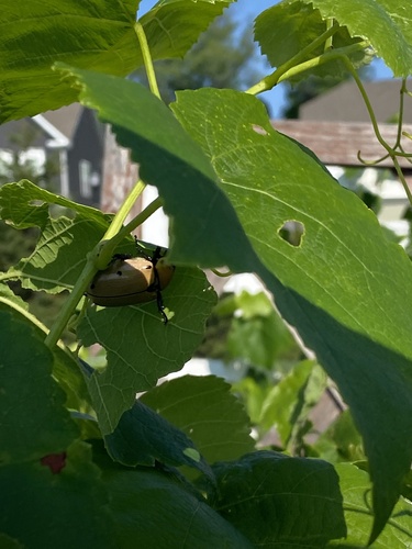 Grapevine beetle