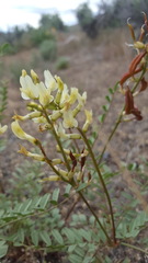 Astragalus eremiticus