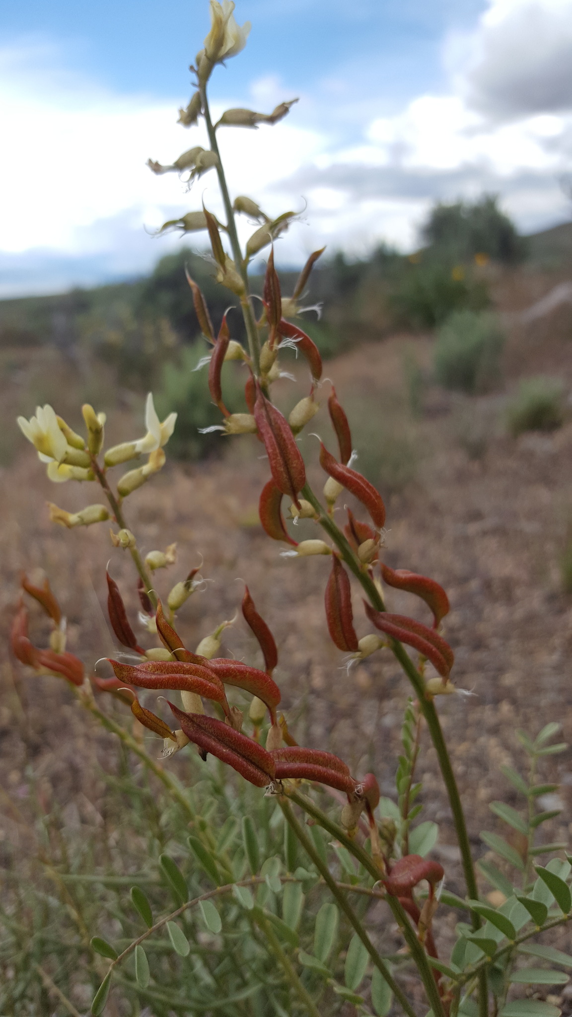 Astragalus eremiticus